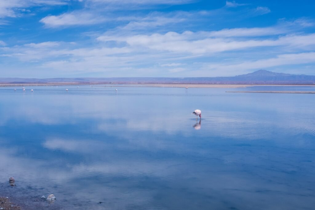 Laguna Cejar no Atacama